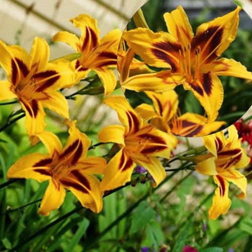 Hemerocallis 'Bonanza' - Päevaliilia 'Bonanza' P9/0,55l 
